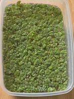 Savinia Minima drijfplant, Dieren en Toebehoren, Ophalen