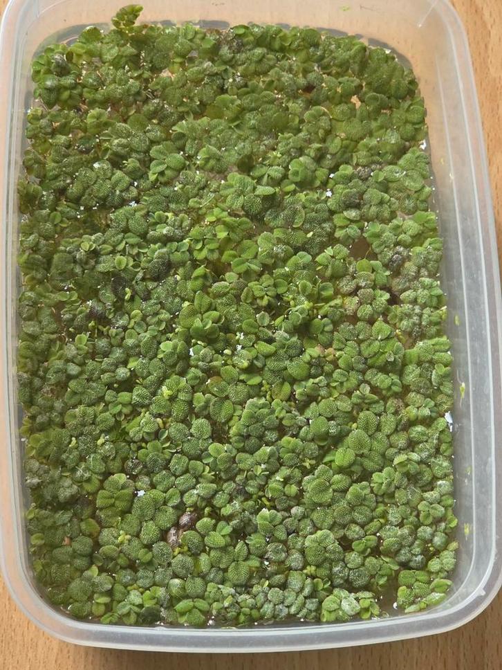 Savinia Minima drijfplant, Dieren en Toebehoren, Vissen | Aquaria en Toebehoren, Ophalen