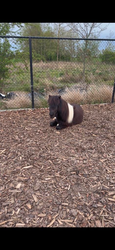 Shetlander, Dieren en Toebehoren, Met stamboom, Niet van toepassing, Hengst, A pony (tot 1.17m)
