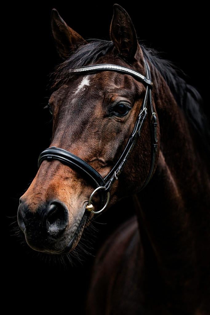 Gezocht gratis paard, Dieren en Toebehoren, Paarden, Minder dan 160 cm, Springpaard, Met stamboom, 11 jaar of ouder