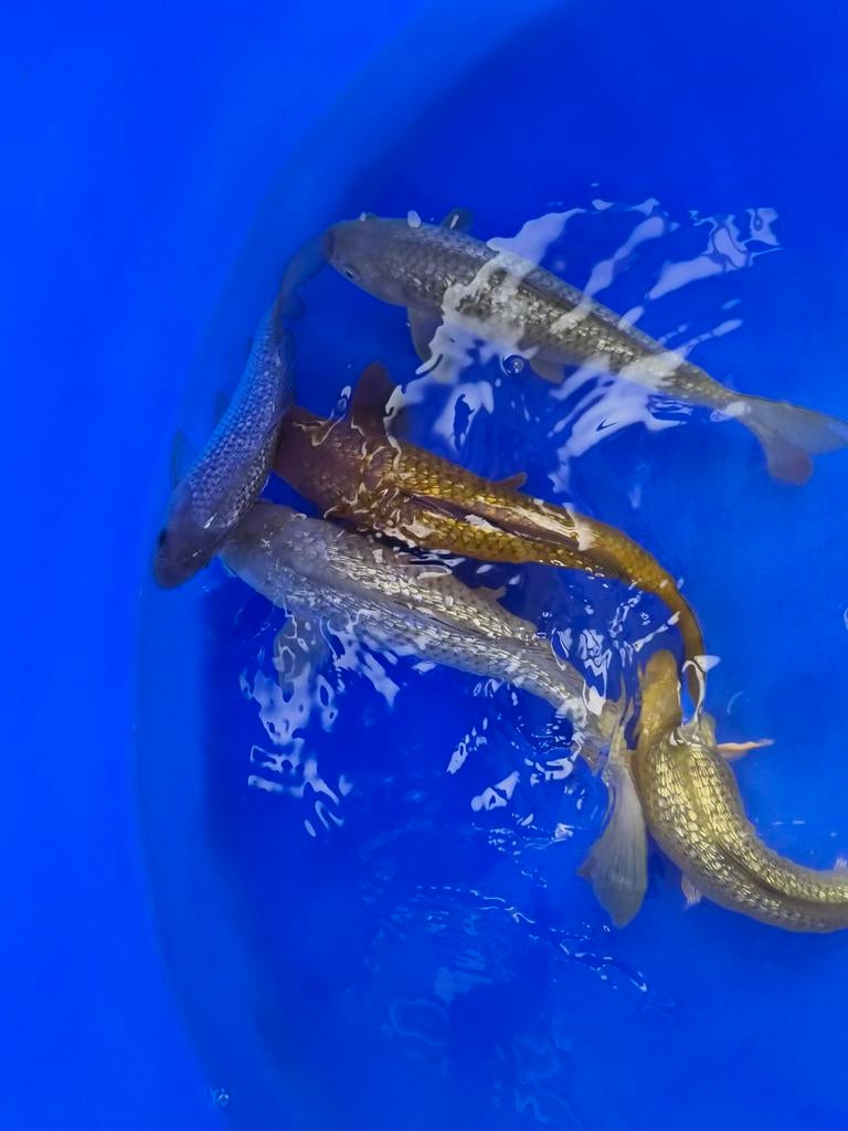 Nisai Marusei ginrin chagoi