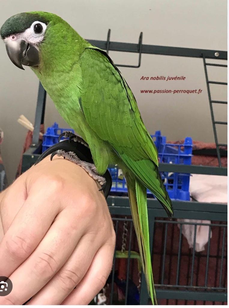 Ara nobilis, Animaux & Accessoires, Femelle, Perroquet, Domestique