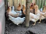 Creamlegbar - americano - auracana  groene eitjes, Dieren en Toebehoren, Pluimvee