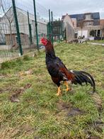 Hint shamo x jap, Mâle, Poule ou poulet