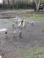 Broedeieren Indische loopeenden