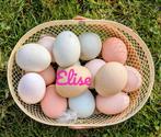 Broedeieren kleurleggers easter eggers olijfleggers kippen, Poule ou poulet