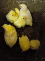 Poule de bresse kuikens, Ophalen