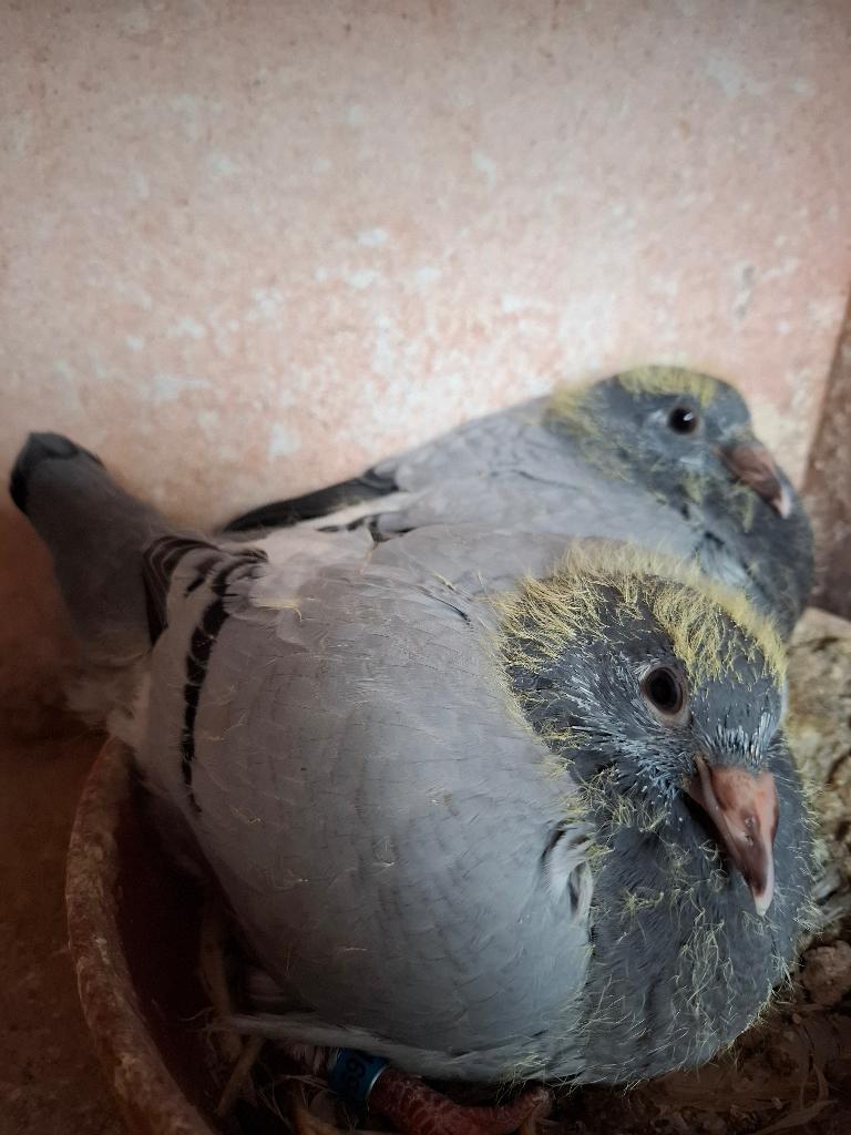 2 jonge duifjes van 2026 met pedigree., Meerdere dieren, Postduif