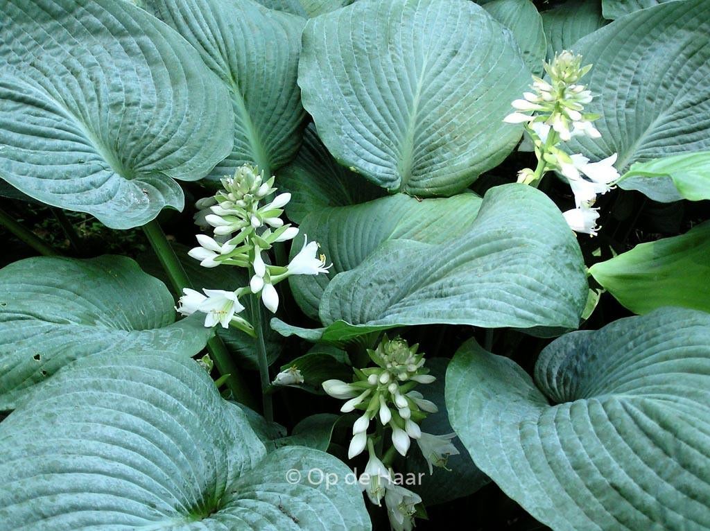 Hosta sieboldiana elegans, Tuin en Terras, Planten | Struiken en Hagen, Ophalen