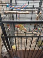 2 rosécollies met kooi en toebehoren, Dieren en Toebehoren