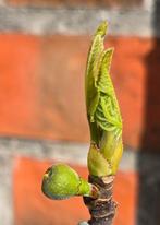 Figuier Ficus Carica 'BROWN TURKEY' 1v1, Jardin & Terrasse, Figuier, En pot, Plein soleil, Moins de 100 cm