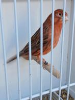 Agaat rood ivoor pop  2025