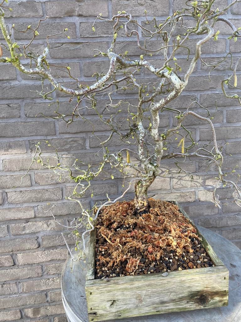 Hazelaar bonsai, Ophalen