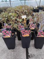 Rosiers - Différents rosiers parfumés en pots, Jardin & Terrasse, Autres espèces, Plein soleil, Été, Enlèvement