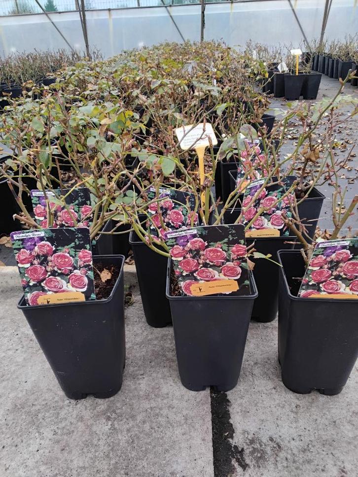 Rosiers - Différents rosiers parfumés en pots, Jardin & Terrasse, Plantes | Jardin, Plante fixe, Autres espèces, Plein soleil