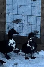 Trio eenden, Dieren en Toebehoren, Eend