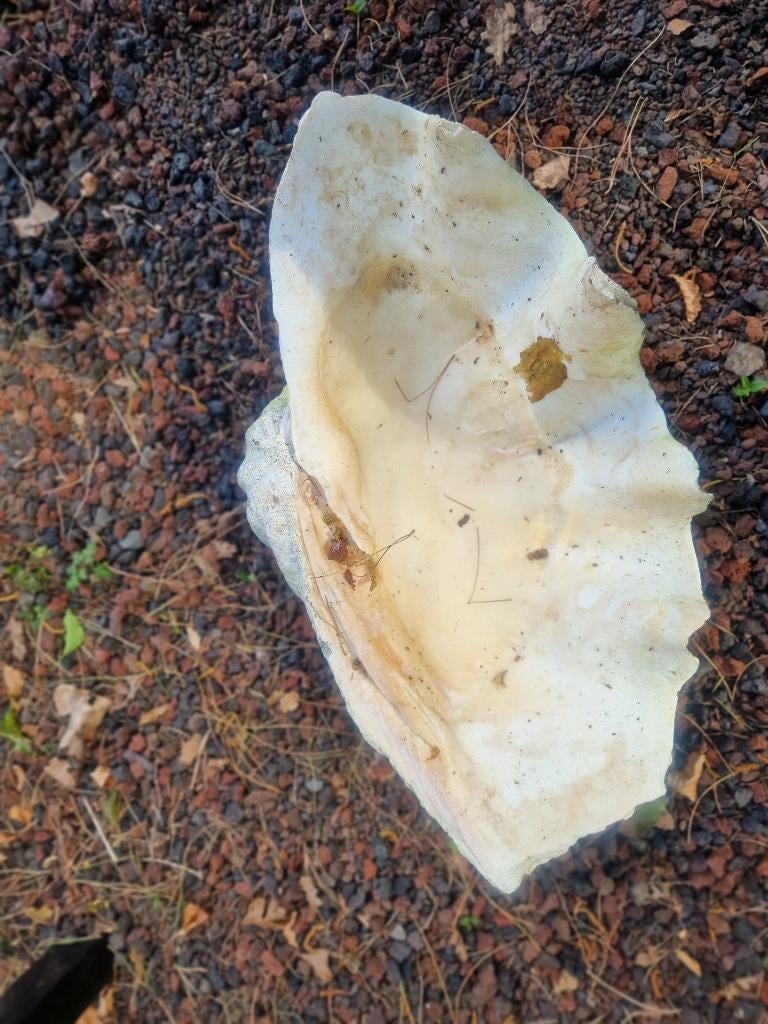 UITZONDERLIJKE GIGA TRIDACNA SCHELPEN, Enlèvement, Coquillage(s)