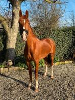 KWPN merrie met papier en uitstraling, Jument, M