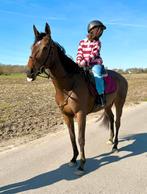 5j allround merrie, Dieren en Toebehoren, Merrie, B