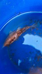 Koi vis, Dieren en Toebehoren