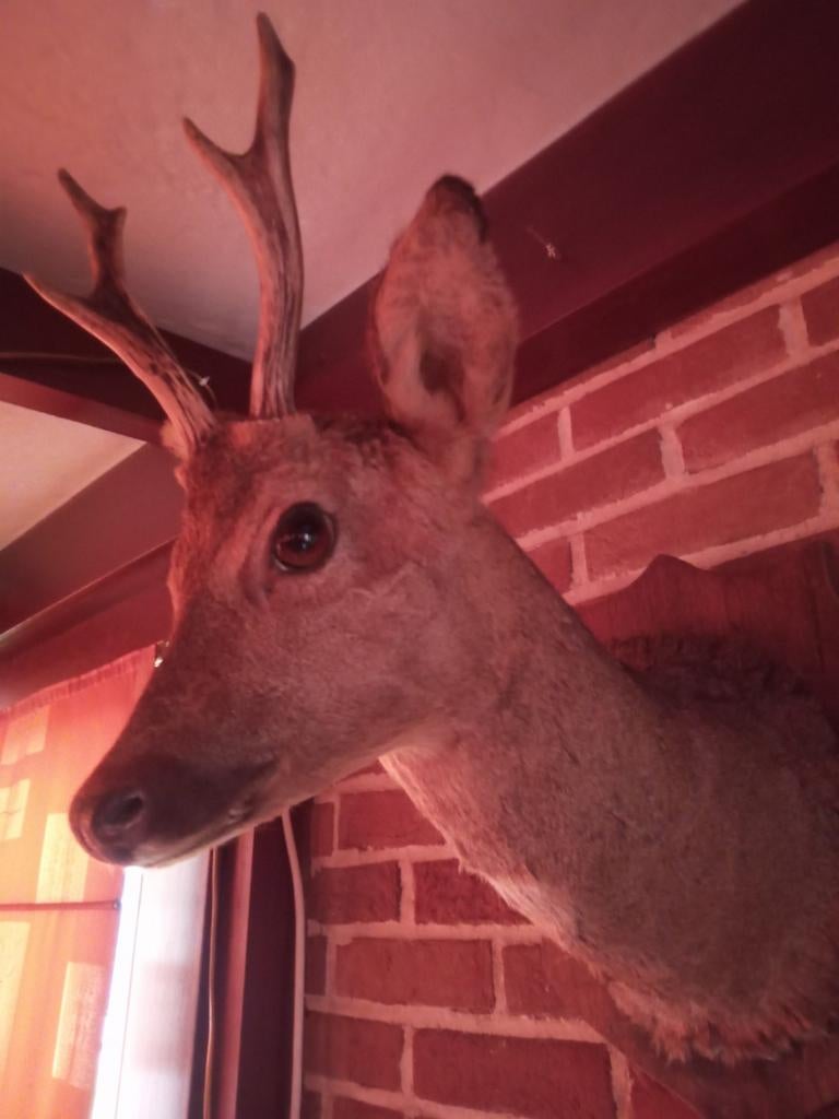 Ree, Collections, Collections Animaux, Enlèvement