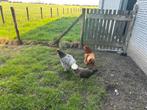 Gratis  2 legkippen en 1 sierkip, Dieren en Toebehoren, Pluimvee, Vrouwelijk, Kip