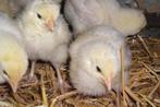 Poussins Poulet de Bresse à vendre, Plusieurs animaux, Poule ou poulet