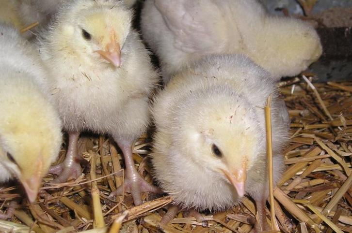 Poussins Poulet de Bresse à vendre, Dieren en Toebehoren, Pluimvee, Kip, Meerdere dieren