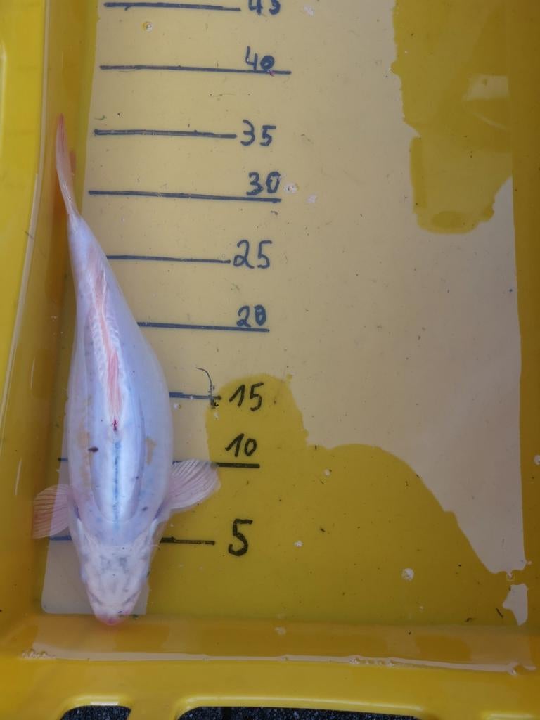 Koï à vendre, Animaux & Accessoires, Poissons | Poissons d'étang