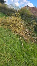 Gratis wilgentakken, Tuin en Terras, Ophalen