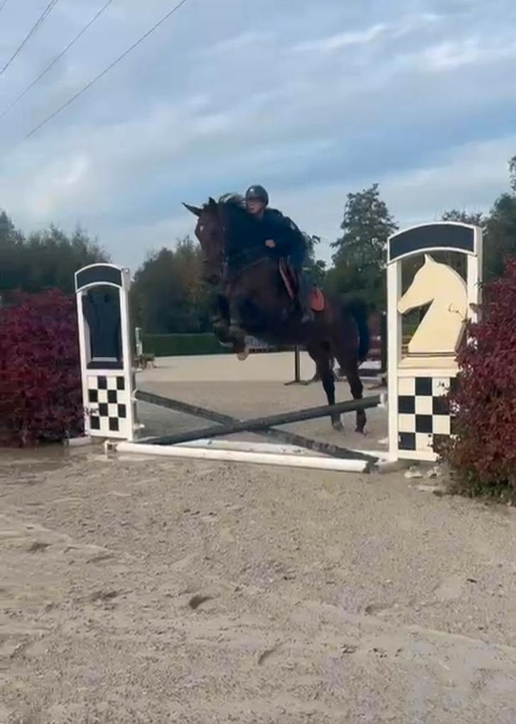 Knappe 5 jarige Z ruin, Dieren en Toebehoren, Paarden, Ruin, L, 165 tot 170 cm, 3 tot 6 jaar, Recreatiepaard, Met stamboom