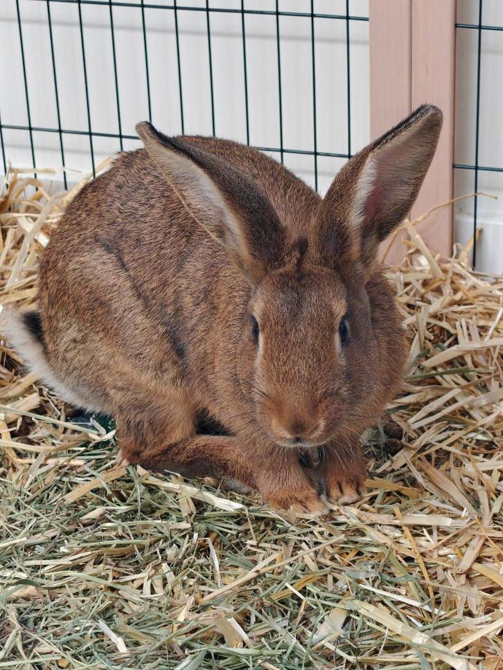 Koppel Gele van Bourgondië te koop - Aanhankelijk, Dieren en Toebehoren, Konijnen, Groot, Meerdere dieren, 0 tot 2 jaar