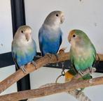 5 Agapornissen, blauw/ grijs en groene kleur., Ophalen