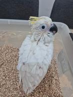 Middel geelkuifkaketoe, Dieren en Toebehoren, Geringd