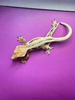 Day wimpergecko vrouw lilly white superstripe, Overige soorten, 0 tot 2 jaar