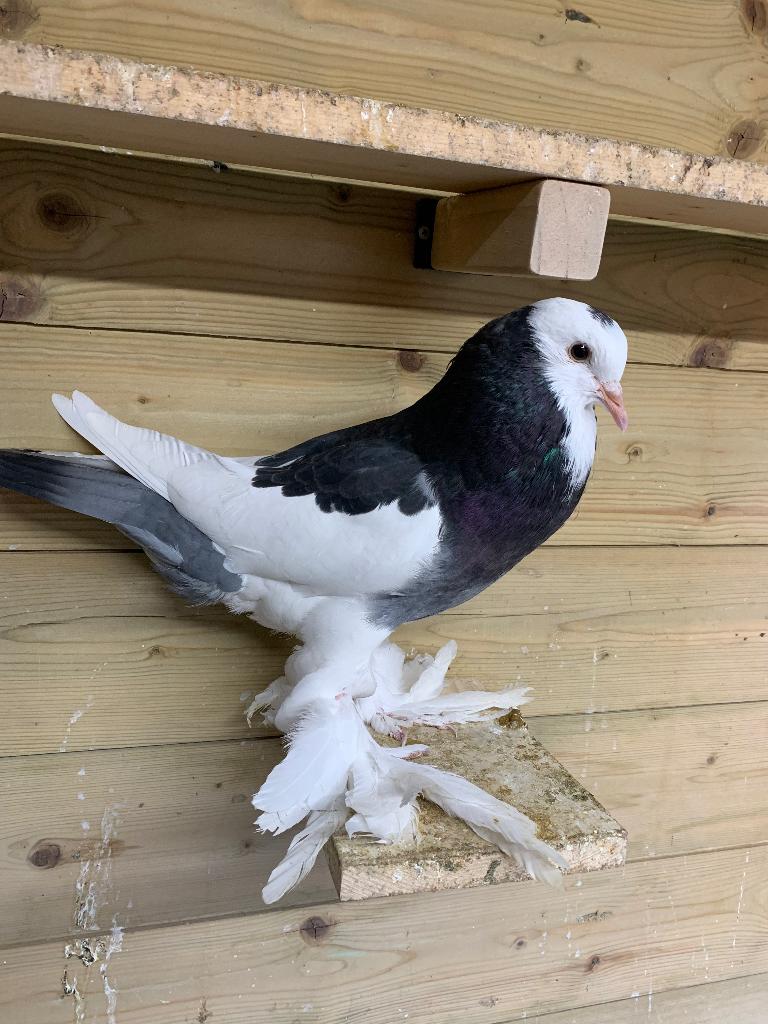 Jonge Gentse kroppers, Animaux & Accessoires, Oiseaux | Pigeons, Sexe inconnu, Boulant