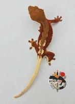 Correlophus ciliatus femelle, Dieren en Toebehoren, Ophalen, Nieuw, Overige typen