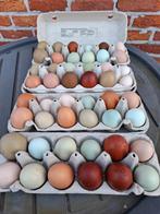 Broedeieren, Dieren en Toebehoren, Pluimvee, Geslacht onbekend, Kip