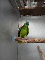 Blouwvoorhoofd amazone