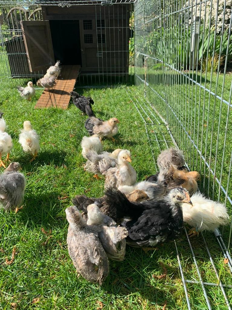 Jonge serama kuikens hennen en hanen bijna 6 weken., Animaux & Accessoires, Volatiles