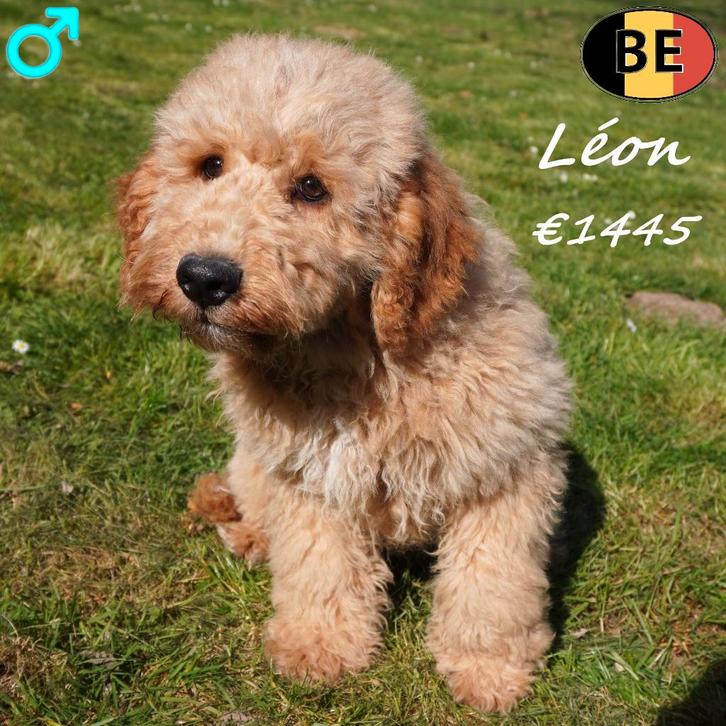 Léon, Cockapoo - chiot belge à vendre, Animaux & Accessoires, Chiens | Chihuahuas & Chiens de compagnie, Chien (mâle), Autres races