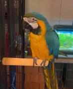 Blauwe gele ara met alles erbij, Dieren en Toebehoren, Pratend