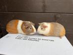 Jonge cavia’s, Dieren en Toebehoren, Cavia, Mannelijk, November, Tam