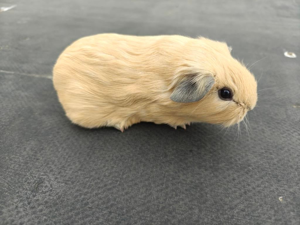 Jonge creme california beer, Mâle, Mars, Domestique, Cobaye