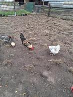 Haan citroenbrakel., Dieren en Toebehoren