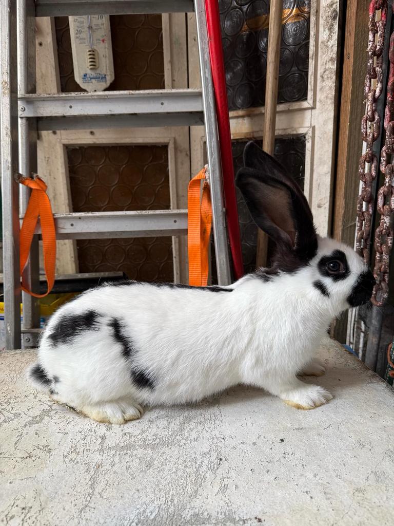 Raszuivere reuzevlinder