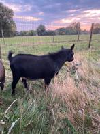 Bokje, Dieren en Toebehoren, Schapen, Geiten en Varkens, Mannelijk, 0 tot 2 jaar