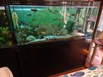 Volledig aquarium met visbestand, Ophalen, Gebruikt, Gevuld zoetwateraquarium