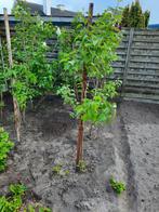 Donker paarse Jasmijnboom, Tuin en Terras, Planten | Bomen, Ophalen