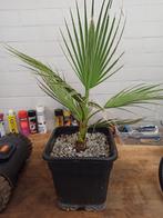 Washingtonia Robusta palmboom 2 jaar, Tuin en Terras, In pot, Minder dan 100 cm, Halfschaduw, Ophalen of Verzenden